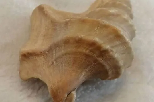 Muszla 3,5cm, 66 (Kreatywne), Śląskie, Czeladź