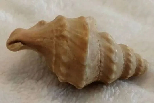 Muszla 3,5cm, 66 (Kreatywne), Śląskie, Czeladź