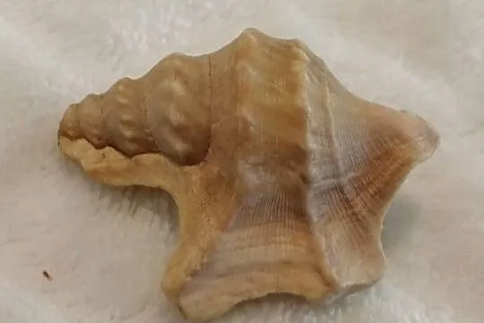 Muszla 3,5cm, 66 (Kreatywne), Śląskie, Czeladź