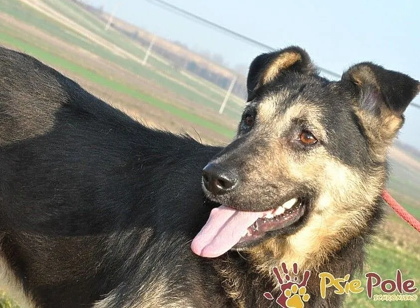 SZMARAGD-spokojny, bardzo grzeczny, miły, spokojny i przyjazny psiak, adopcja, Małopolskie, Kraków