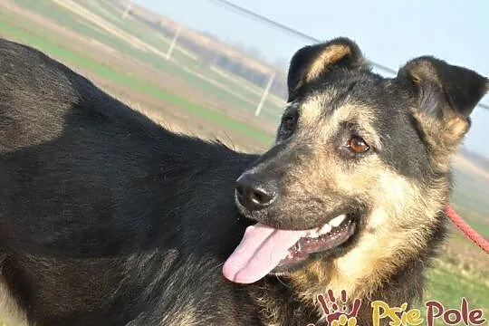 SZMARAGD-spokojny, bardzo grzeczny, miły, spokojny i przyjazny psiak, adopcja, Małopolskie, Kraków