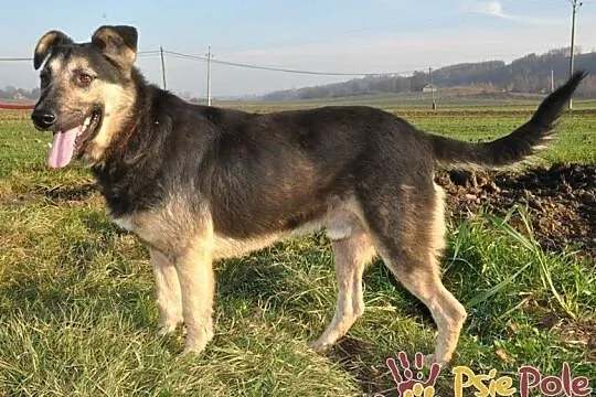 SZMARAGD-spokojny, bardzo grzeczny, miły, spokojny i przyjazny psiak, adopcja, Małopolskie, Kraków