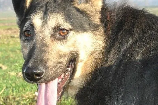 SZMARAGD-spokojny, bardzo grzeczny, miły, spokojny i przyjazny psiak, adopcja, Małopolskie, Kraków