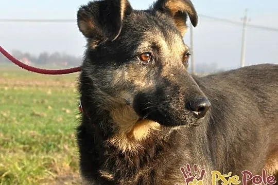 SZMARAGD-spokojny, bardzo grzeczny, miły, spokojny i przyjazny psiak, adopcja, Małopolskie, Kraków