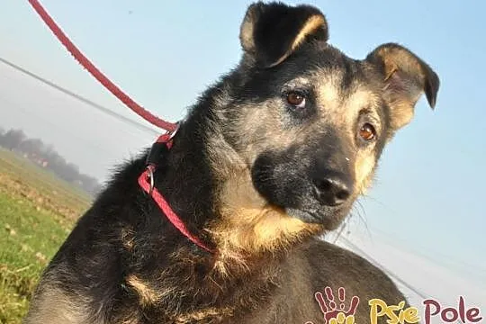 SZMARAGD-spokojny, bardzo grzeczny, miły, spokojny i przyjazny psiak, adopcja, Małopolskie, Kraków