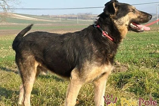 SZMARAGD-spokojny, bardzo grzeczny, miły, spokojny i przyjazny psiak, adopcja, Małopolskie, Kraków