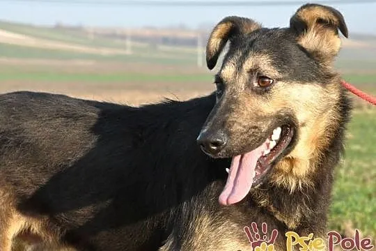 SZMARAGD-spokojny, bardzo grzeczny, miły, spokojny i przyjazny psiak, adopcja, Małopolskie, Kraków