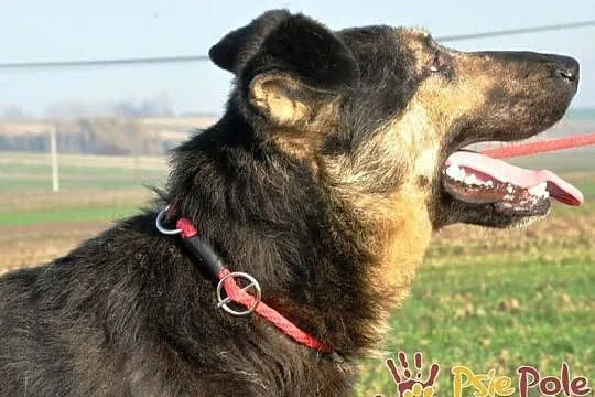SZMARAGD-spokojny, bardzo grzeczny, miły, spokojny i przyjazny psiak, adopcja, Małopolskie, Kraków