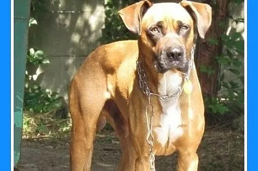 BOKSIO-bokser mix,uratowany,łagodny,akceptuje koty