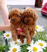 Szczenięta pudla do adopcji E-mail: {{biancalaura905@gmail.com}}