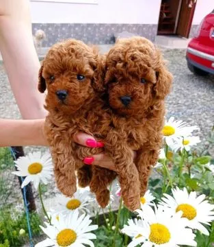 Szczenięta pudla do adopcji E-mail: {{biancalaura905@gmail.com}}