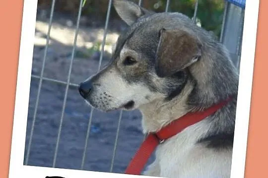 Delikatny FALCO do spokojnego domu,radosny,przyjazny_Adopcja_