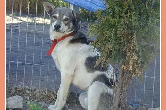 Delikatny FALCO do spokojnego domu,radosny,przyjaz