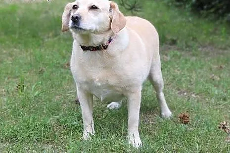 Kluseczka do adopcji,  śląskie Gliwice, Śląskie, Gliwice