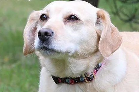 Kluseczka do adopcji,  śląskie Gliwice, Śląskie, Gliwice