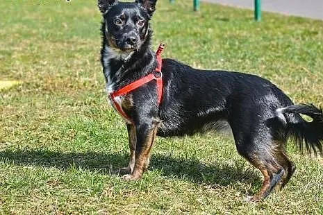 Ok. 1,5 roczna nieduża kochana Lusieńka - do pokoc