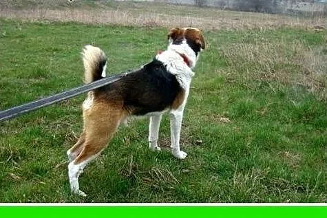 Średni,wesoły,łagodny,towarzyski,przyjazny piesek 