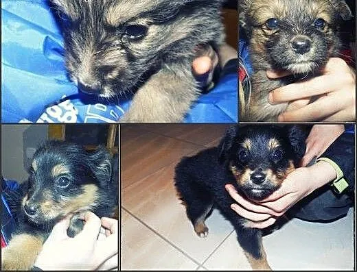 Dwa piękne szczeniaczki do adopcji :), łódzkie To