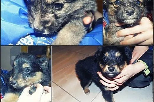 Dwa piękne szczeniaczki do adopcji :),  łódzkie To