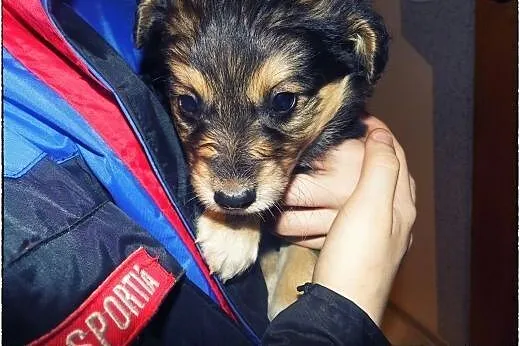 Dwa piękne szczeniaczki do adopcji :),  łódzkie To