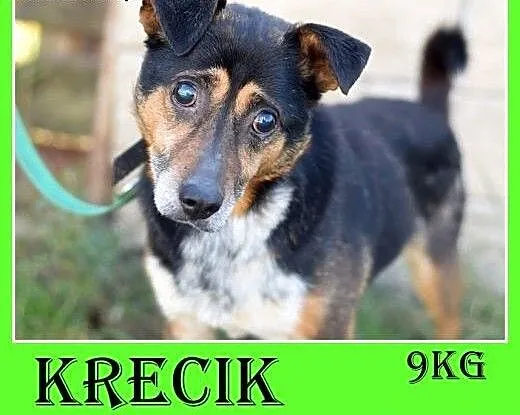 Mały 9 kg,niewidomy,łagodny pesek KRECIK.Adopcja,