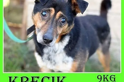 Mały 9 kg,niewidomy,łagodny pesek KRECIK.Adopcja, śląskie Katowice