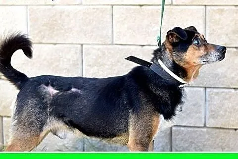 Mały 9 kg,niewidomy,łagodny pesek KRECIK.Adopcja, 