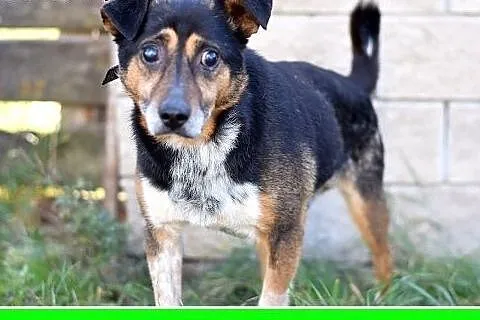 Mały 9 kg,niewidomy,łagodny pesek KRECIK.Adopcja, 