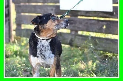 Mały 9 kg,niewidomy,łagodny pesek KRECIK.Adopcja, 