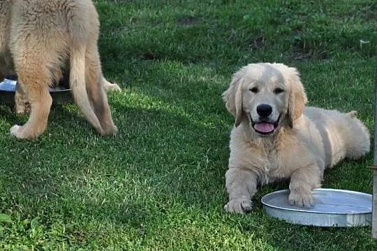 Golden retriever