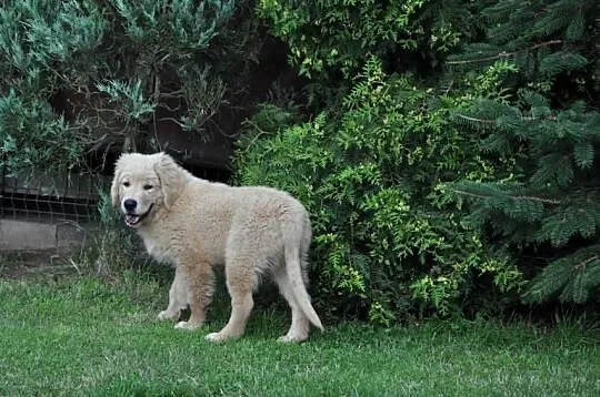 Golden retriever, Mazowieckie, Przysucha