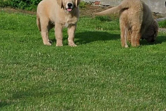 Golden retriever, Mazowieckie, Przysucha