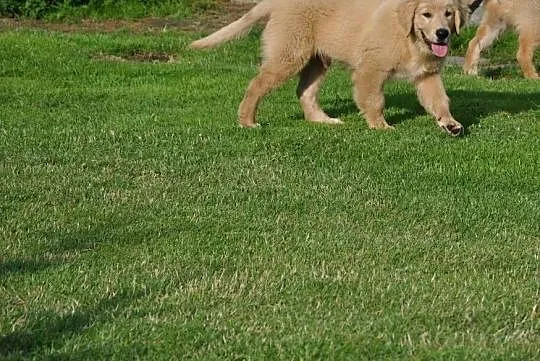Golden retriever, Mazowieckie, Przysucha