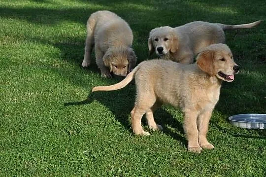 Golden retriever, Mazowieckie, Przysucha