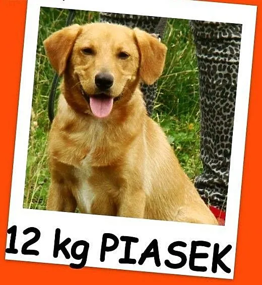 Młody spaniel mix,waga 12 kg,wesoły,energiczny psi