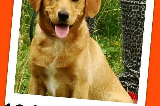 Młody spaniel mix,waga 12 kg,wesoły,energiczny psi