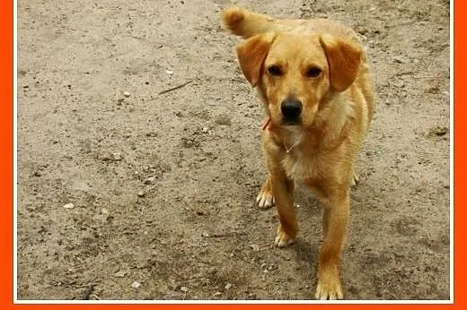 Młody spaniel mix,waga 12 kg,wesoły,energiczny psi