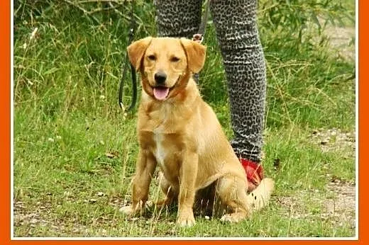 Młody spaniel mix,waga 12 kg,wesoły,energiczny psi