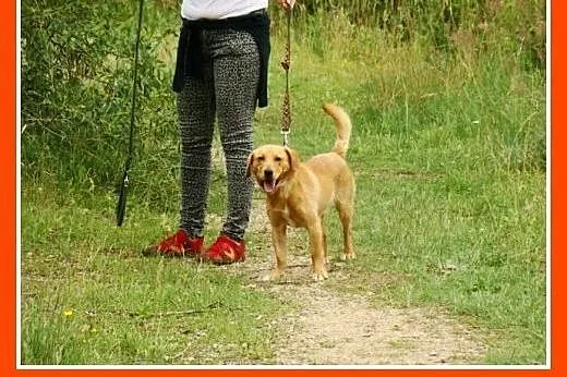 Młody spaniel mix,waga 12 kg,wesoły,energiczny psi