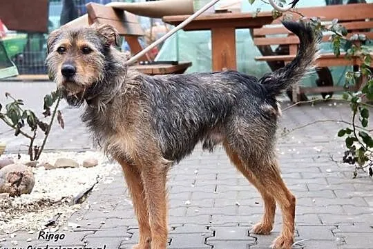 Ringo - sympatyczny szorściak szuka domu, Mazowieckie, Nowy Dwór Mazowiecki