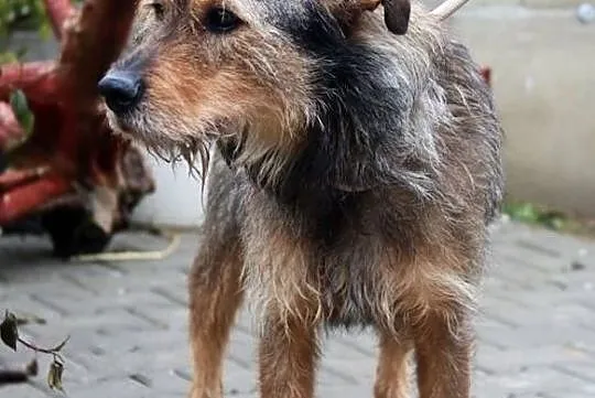 Ringo - sympatyczny szorściak szuka domu, Mazowieckie, Nowy Dwór Mazowiecki