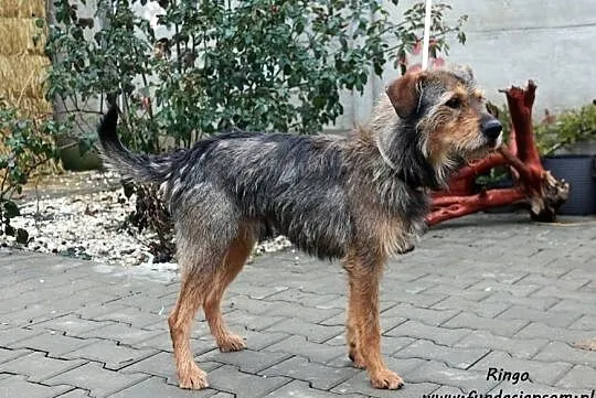 Ringo - sympatyczny szorściak szuka domu, Mazowieckie, Nowy Dwór Mazowiecki
