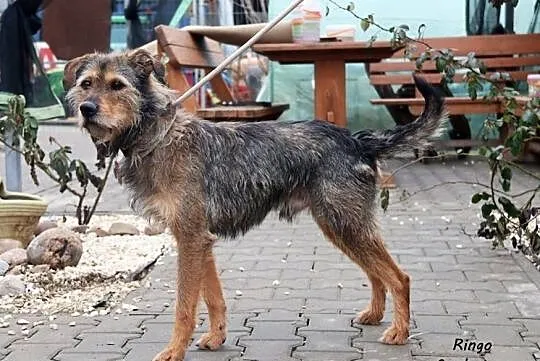 Ringo - sympatyczny szorściak szuka domu, Mazowieckie, Nowy Dwór Mazowiecki