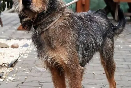 Ringo - sympatyczny szorściak szuka domu, Mazowieckie, Nowy Dwór Mazowiecki