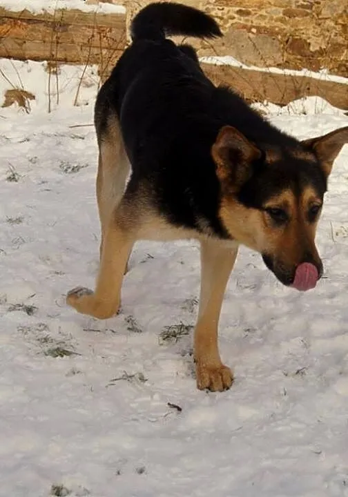 PLuto - łagodny olbrzym czeka na drugą szansę, do