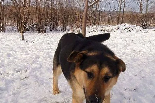 PLuto - łagodny olbrzym czeka na drugą szansę,  do