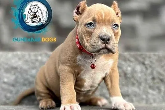 piesek ABKC American Bully, Wielkopolskie, Koło