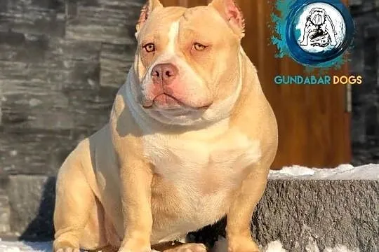 piesek ABKC American Bully, Wielkopolskie, Koło