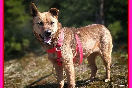 2 lata,wesoła,zaszczepiona USZATKA szuka domu,schronisko