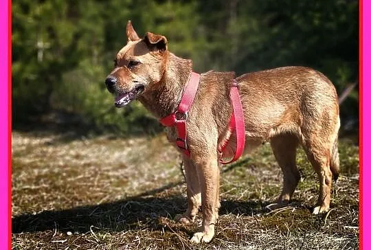 2 lata,wesoła,zaszczepiona USZATKA szuka domu,schronisko, Małopolskie, Tarnów